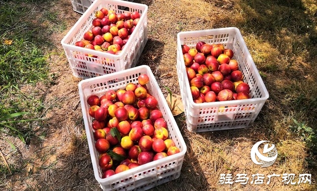 汝南縣王崗鎮：百畝鮮桃喜獲豐收 第一書記網上代言