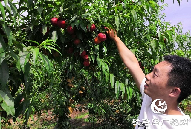 汝南縣王崗鎮：百畝鮮桃喜獲豐收 第一書記網上代言