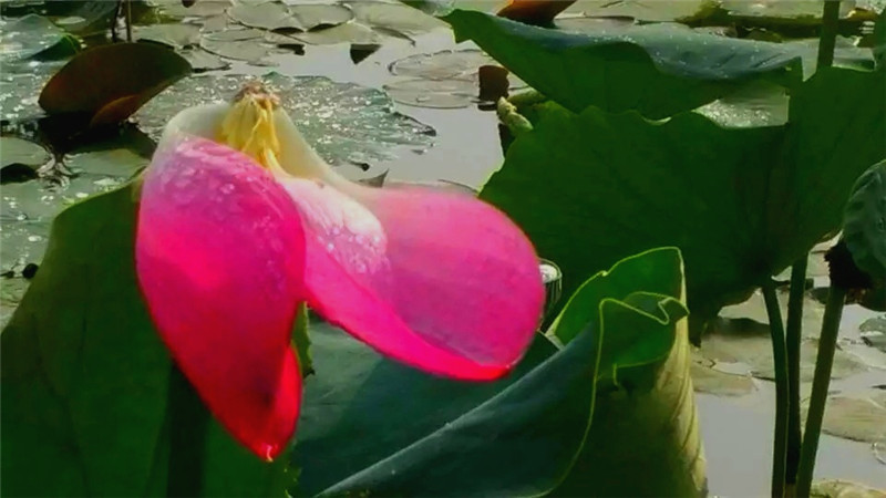 在輕柔的兩絲沐浴下，顯得更加清秀，雅潔，嫵媚，可愛