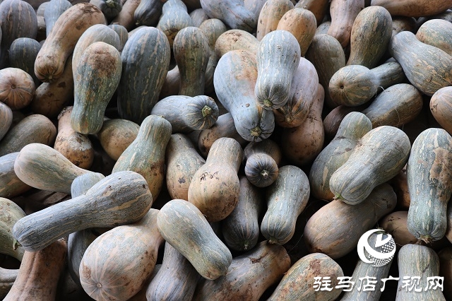 泌陽縣易齊發種植專業合作社帶領鄉親&ldquo;一起發&rdquo;