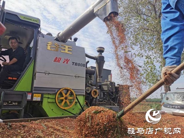 朗陵灌酒打造訂單農業助農增收