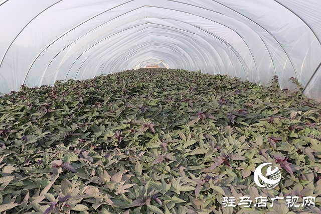 汝南縣板店鄉：“土專家”引進“洋品種”