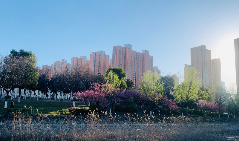 王艷凌 許文慧拍攝于開源公園