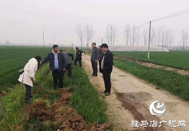 汝南縣王崗鎮：推進國土綠化 刷新鄉村“顏值”