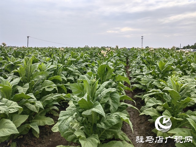 河南泌陽郭集鎮：綠葉變“金葉”點“燃”鄉村產業振興