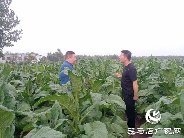 河南泌陽郭集鎮：綠葉變“金葉”點“燃”鄉村產業振興