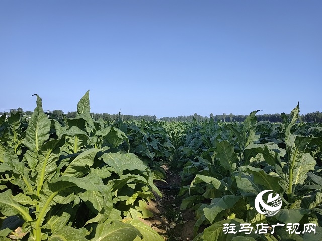 河南泌陽郭集鎮：綠葉變“金葉”點“燃”鄉村產業振興