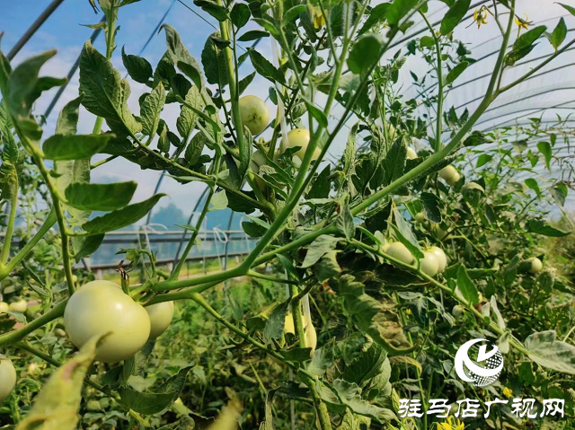 泌陽縣泰山廟鎮(zhèn)：蔬菜大棚鋪就群眾致富路