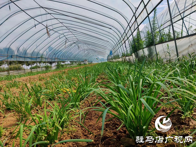 泌陽縣泰山廟鎮(zhèn)：蔬菜大棚鋪就群眾致富路