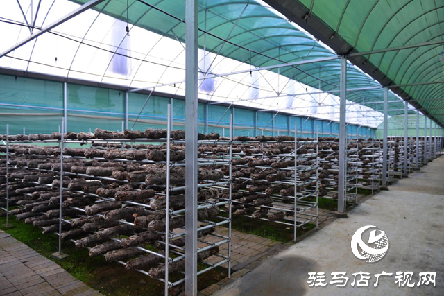 汝南縣：調研產業發展 助推鄉村振興