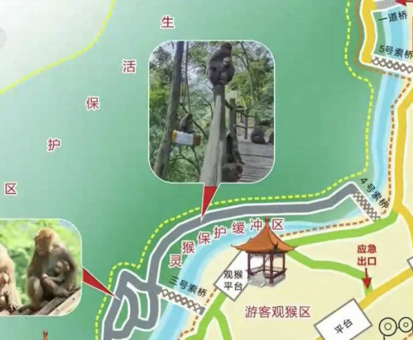 峨眉山猴子被拘留?假的!峨眉山猴子是國家二級保護動物