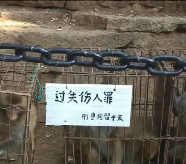峨眉山猴子被拘留?假的!峨眉山猴子是國家二級保護動物