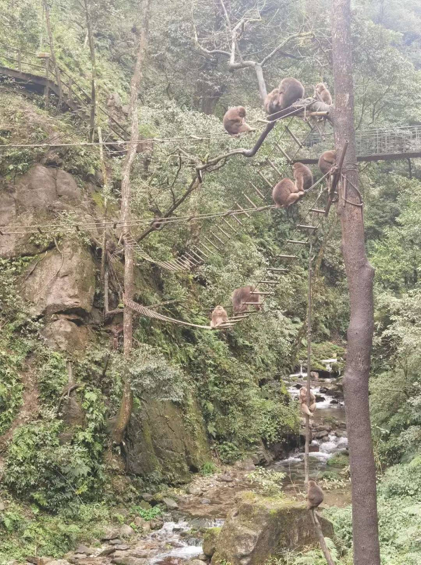 峨眉山猴子被拘留?假的!峨眉山猴子是國家二級保護動物