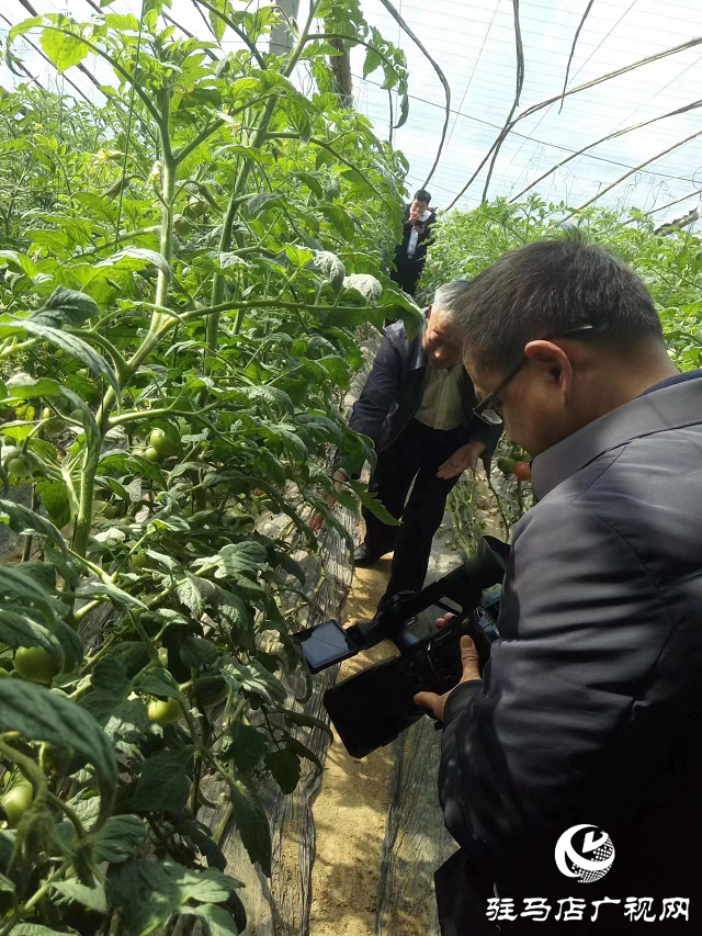 汝南：第一書記學習大棚種植 助力鄉村產業經濟發展