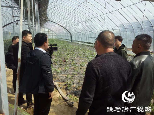 汝南：第一書記學習大棚種植 助力鄉村產業經濟發展