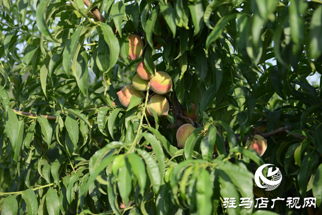 泌陽縣： &ldquo;蹚出&rdquo;鄉(xiāng)村集體經(jīng)濟(jì)發(fā)展新路子