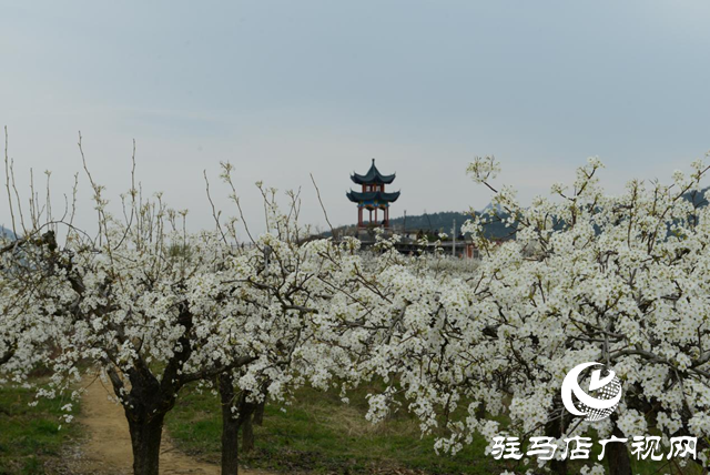 泌陽縣： &ldquo;蹚出&rdquo;鄉(xiāng)村集體經(jīng)濟(jì)發(fā)展新路子