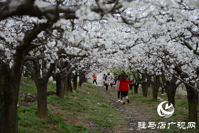 泌陽縣： &ldquo;蹚出&rdquo;鄉(xiāng)村集體經(jīng)濟(jì)發(fā)展新路子