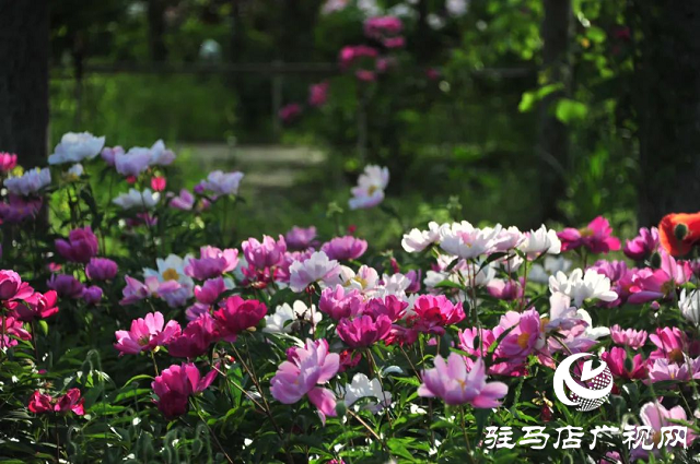 泌陽縣：草藥種植結出“甜蜜生活”