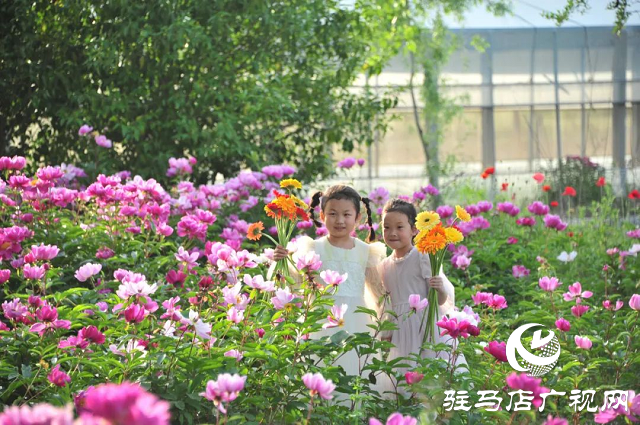 泌陽縣：草藥種植結出“甜蜜生活”