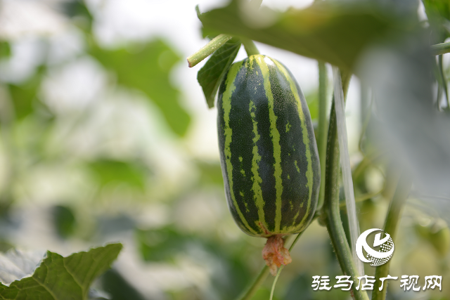 泌陽縣：瓜果梨桃繪就鄉村振興新畫卷