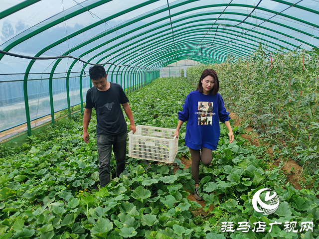 泌陽縣：瓜果梨桃繪就鄉村振興新畫卷