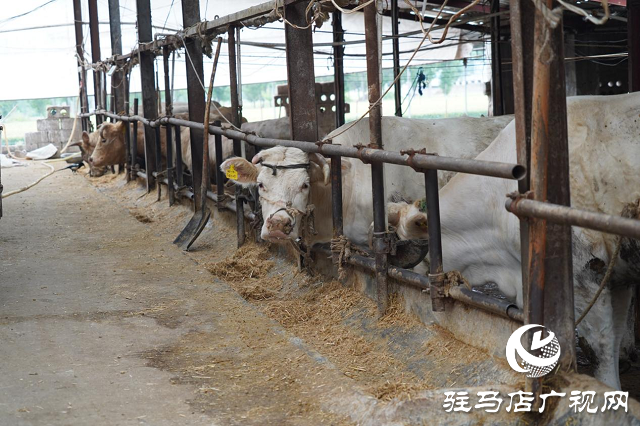 泌陽縣：產業興旺助民增收致富