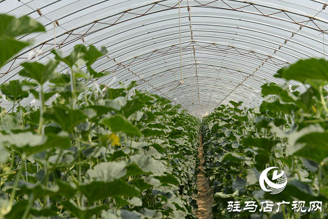 泌陽縣：瓜果梨桃繪就鄉村振興新畫卷