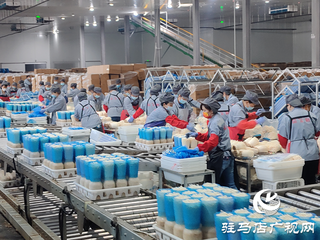 泌陽縣：依托特色產(chǎn)業(yè)撐起縣域經(jīng)濟發(fā)展“脊梁”