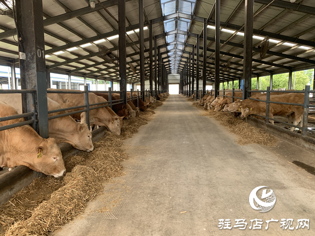 泌陽縣：依托特色產(chǎn)業(yè)撐起縣域經(jīng)濟發(fā)展“脊梁”