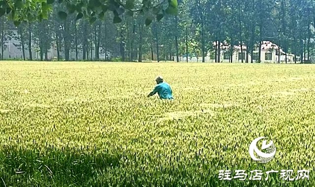 汝南縣板店鄉：小麥不收獲 監管不放松