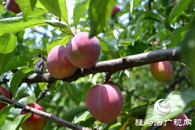 泌陽縣：特色林果業助農走上致富路