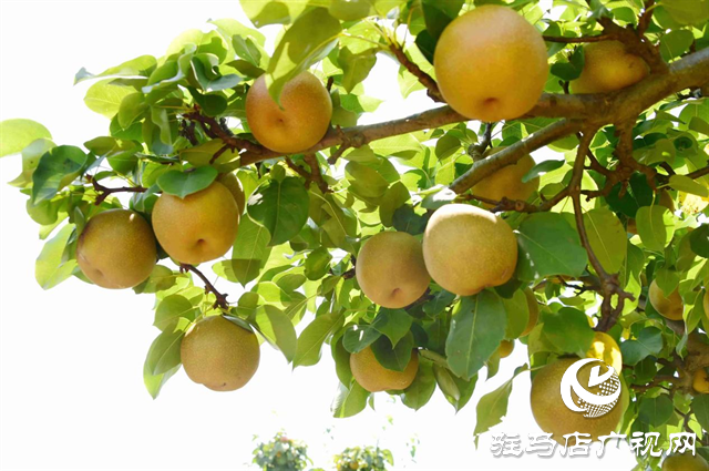 泌陽縣：特色林果業助農走上致富路