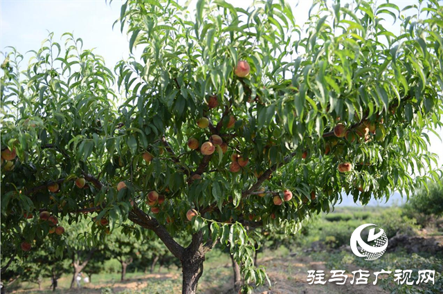 泌陽縣：特色林果業助農走上致富路