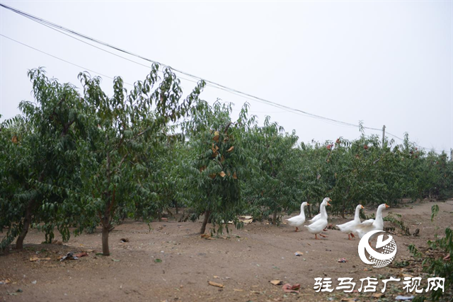 泌陽縣：特色林果業助農走上致富路