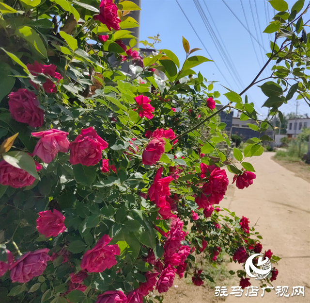 泌陽縣郭集鎮：整治殘垣斷壁，全面提升人居環境