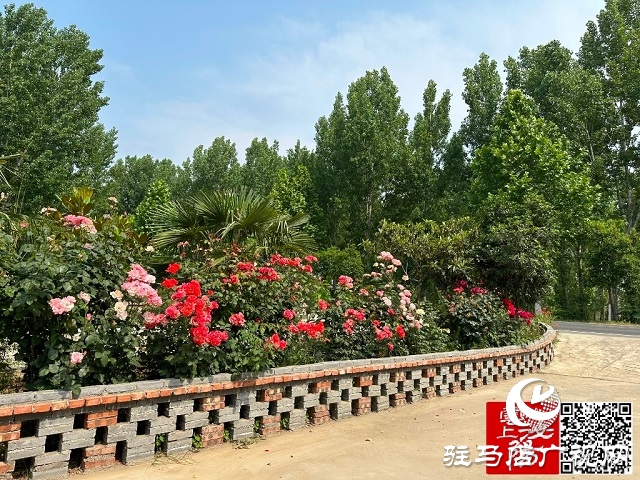 泌陽縣郭集鎮(zhèn):車在景中行 人在畫中走 人居環(huán)境整治現(xiàn)成效