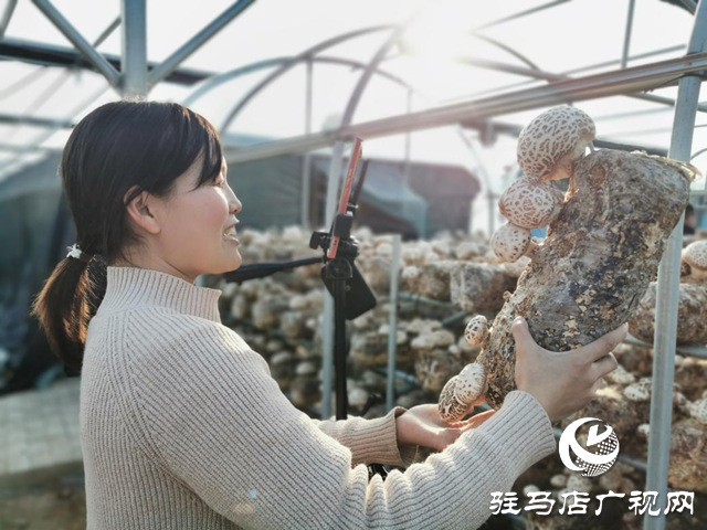 泌陽：講好新&ldquo;菇&rdquo;事 加快建設&ldquo;中國菌都&rdquo;