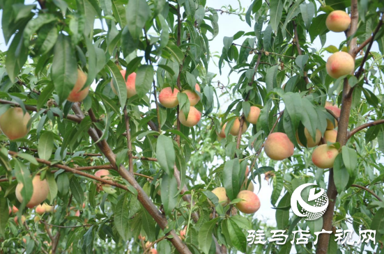 泌陽：聚力林果經濟打造鄉村振興新“洼地”