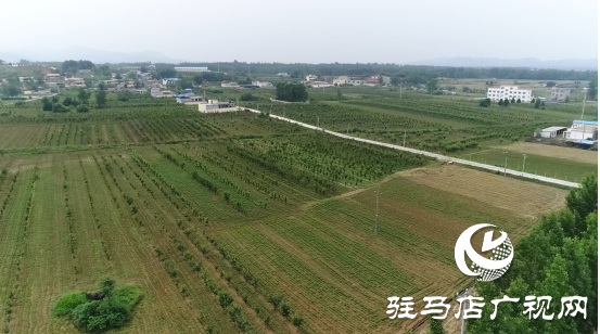 泌陽：聚力林果經濟打造鄉村振興新“洼地”