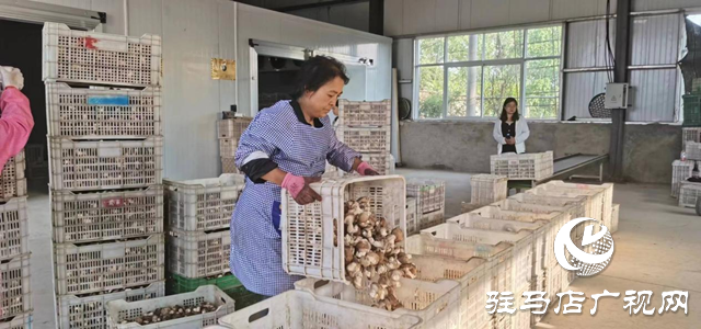 泌陽：講好新&ldquo;菇&rdquo;事 加快建設&ldquo;中國菌都&rdquo;