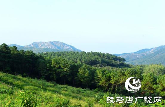 泌陽：聚力林果經濟打造鄉村振興新“洼地”