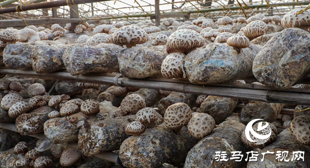 泌陽：講好新&ldquo;菇&rdquo;事 加快建設&ldquo;中國菌都&rdquo;