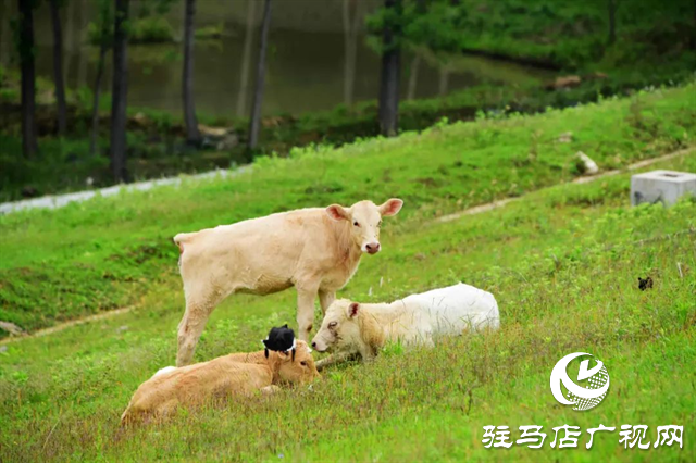 六月的泌陽，美出圈了！