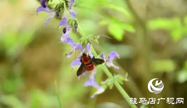 六月的泌陽，美出圈了！