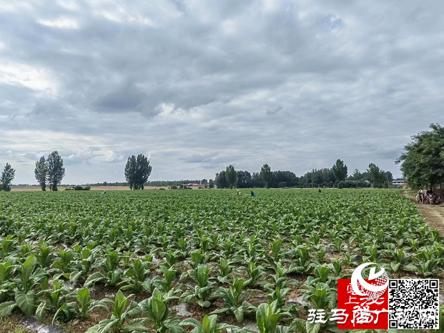 泌陽縣泰山廟鎮：碧葉肥煙波逐浪 產業興助農增收