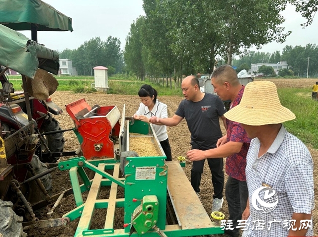 泌陽縣郭集鎮：推廣大豆玉米帶狀復合種植 實現“一地雙收”