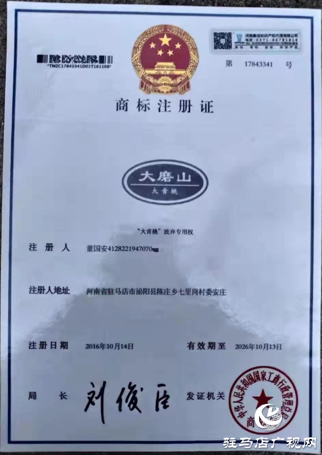 泌陽大磨山“野生大青桃”即將成熟！歡迎采摘！