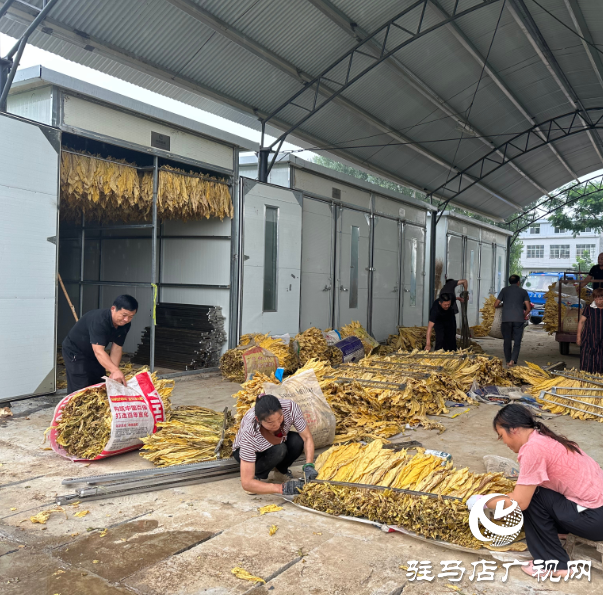 泌陽縣郭集鎮：黨員干部用實際行動 助力“金葉”歸倉