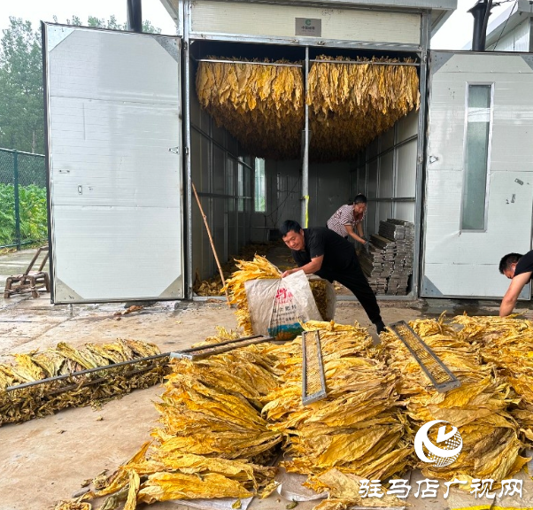 泌陽縣郭集鎮：黨員干部用實際行動 助力“金葉”歸倉